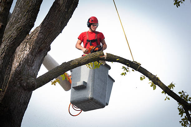 Frederic, WI Tree Services Company